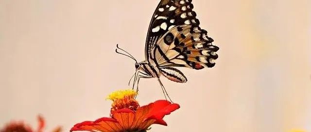 开发和运维对K8S中的应用都做了什么？-运维开发故事