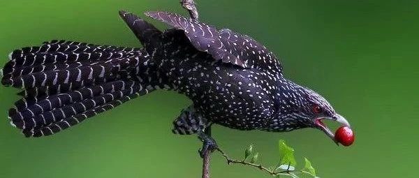 【夜莺监控】初识夜莺，还是强！-运维开发故事