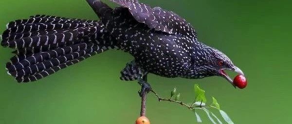 【夜莺监控】从日志中提取指标的瑞士军刀-运维开发故事