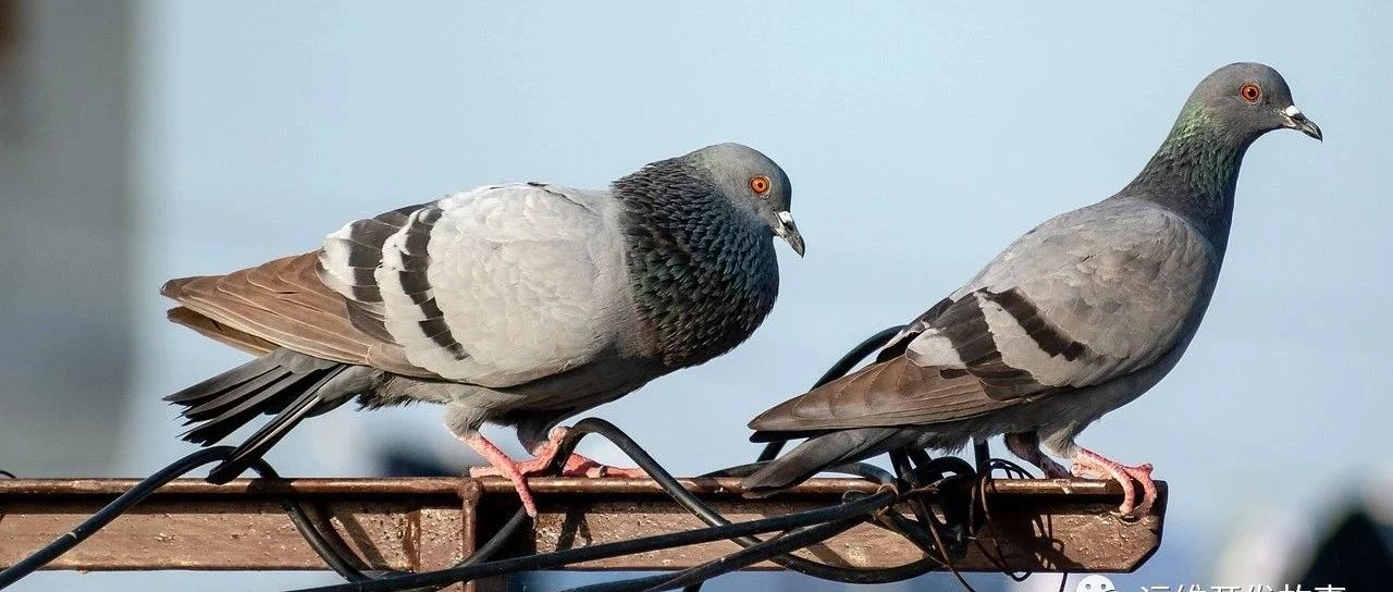 三方仓库如何实现Zadig流水线自动触发-运维开发故事